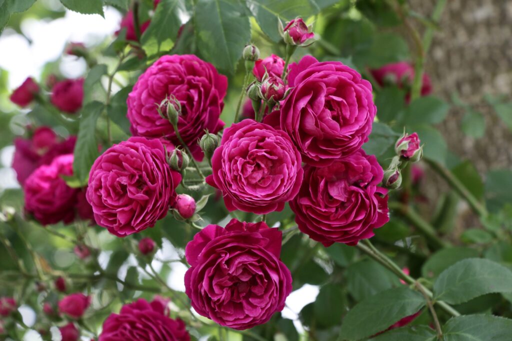 Geschwinds Schönste