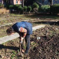 Delavnica obrezovanja vrtnic v Valdoltri