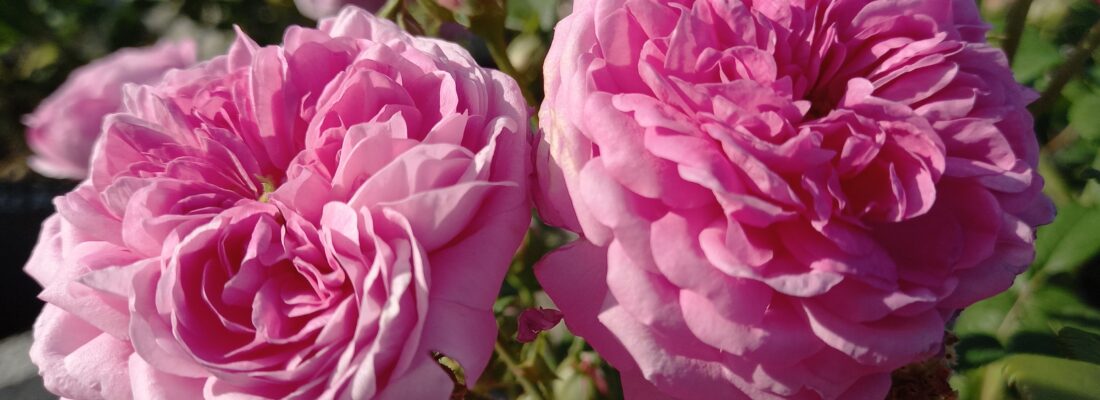 Otvoritev razstave o zgodovinskih vrtnicah v koprski Mali loži