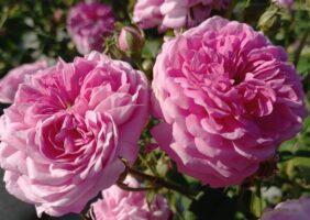 Otvoritev razstave o zgodovinskih vrtnicah v koprski Mali loži